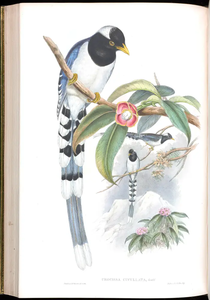 The whole sheet of volume V, plate 51, with its engraved caption