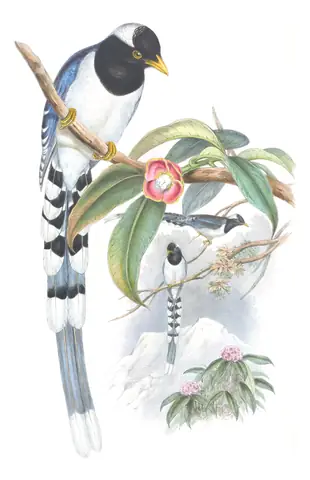 Volume V, plate 51 of Gould's The Birds of Asia: Yellow-billed Blue-Magpie (Urocissa flavirostris)