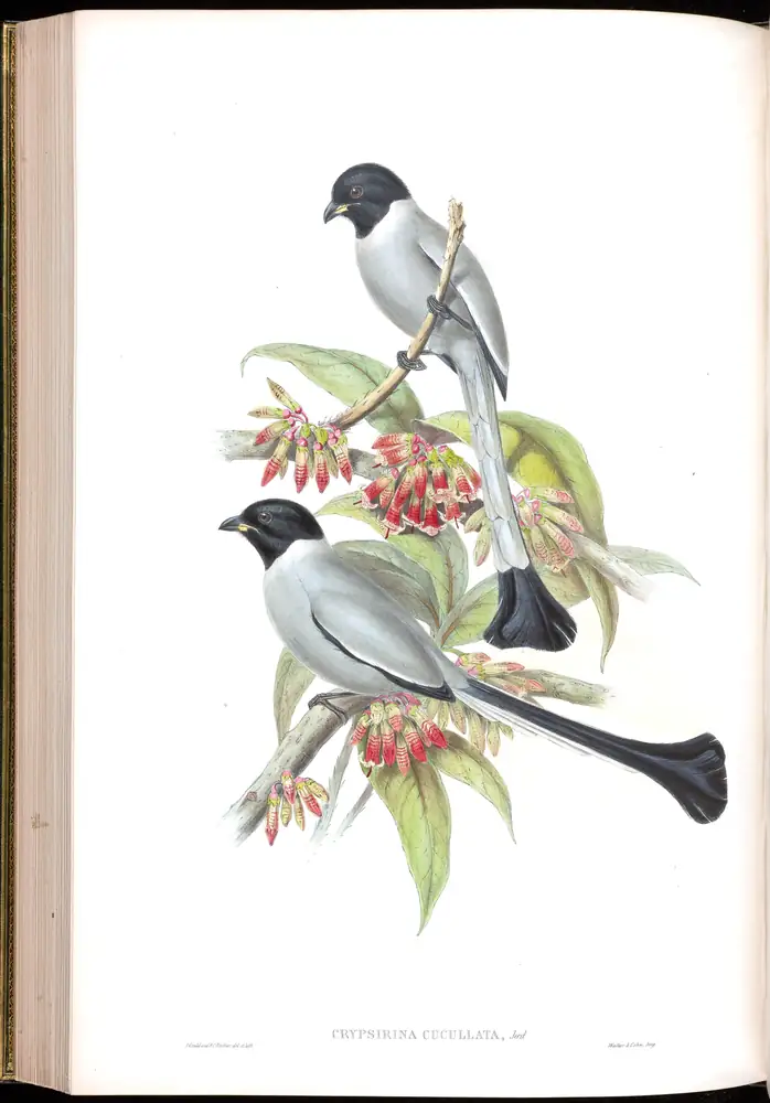 The whole sheet of volume V, plate 52, with its engraved caption
