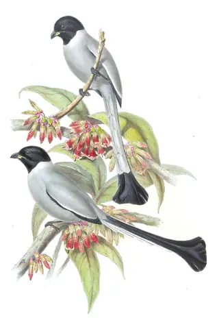 Volume V, plate 52 of Gould's The Birds of Asia: Hooded Treepie (Crypsirina cucullata)