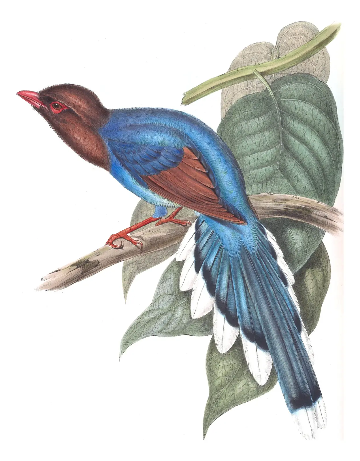 Volume V, plate 53 of Gould's The Birds of Asia: Sri Lanka Blue-Magpie (Urocissa ornata)