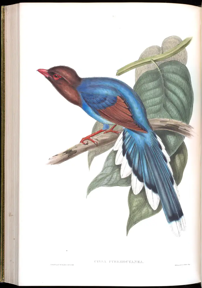 The whole sheet of volume V, plate 53, with its engraved caption