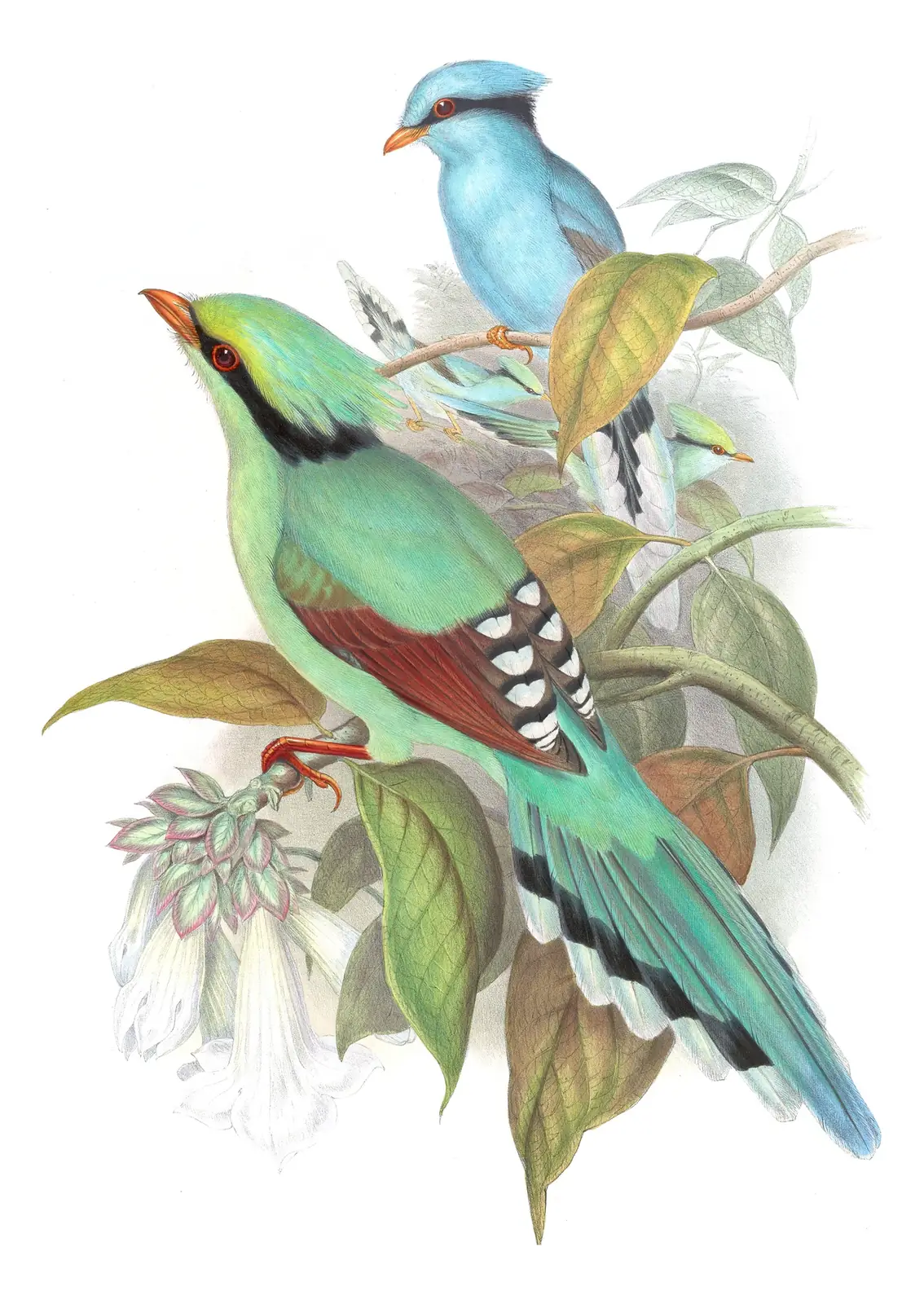 Volume V, plate 54 of Gould's The Birds of Asia: Common Green-Magpie (Cissa chinensis)
