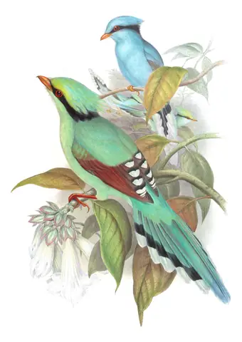Volume V, plate 54 of Gould's The Birds of Asia: Common Green-Magpie (Cissa chinensis)