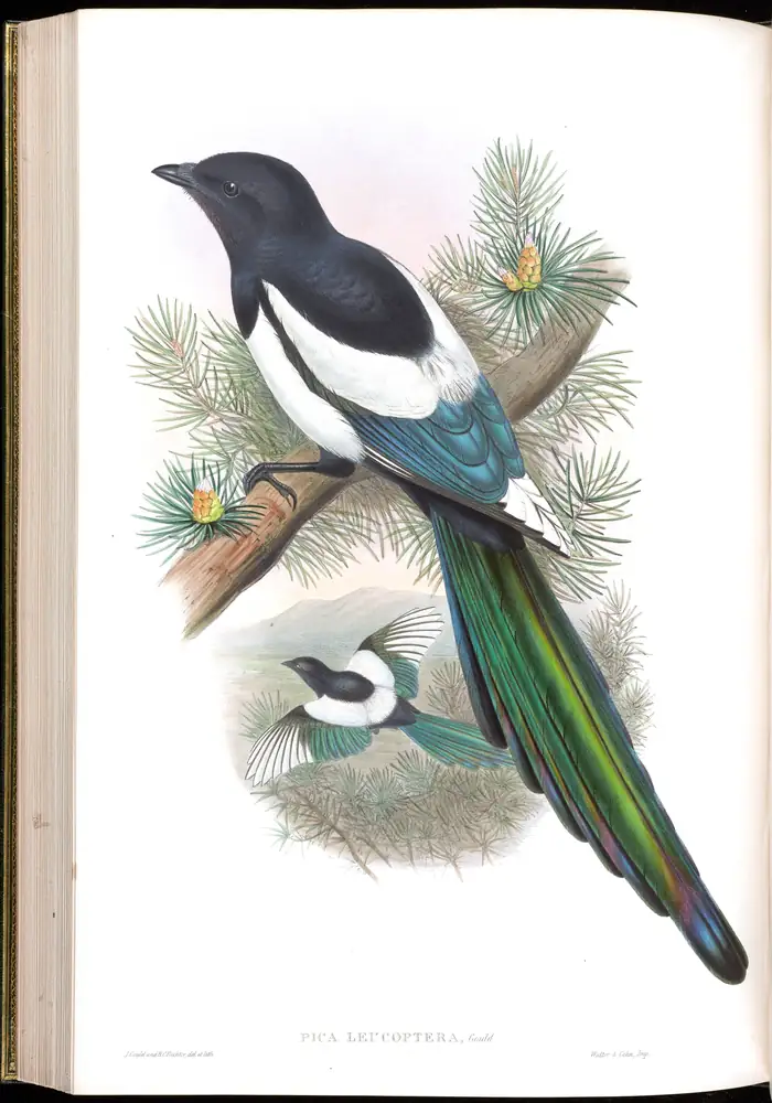 The whole sheet of volume V, plate 55, with its engraved caption