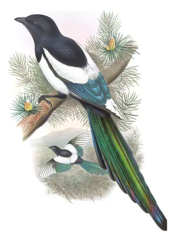 Volume V, plate 55 of Gould's The Birds of Asia: Eurasian Magpie (Pica pica)