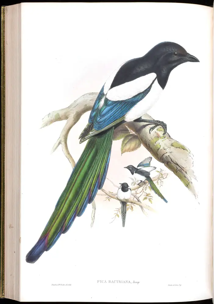 The whole sheet of volume V, plate 56, with its engraved caption
