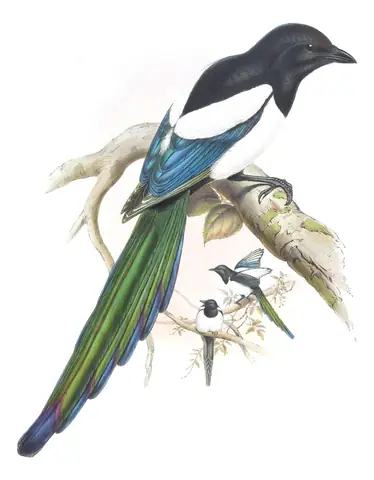 Volume V, plate 56 of Gould's The Birds of Asia: Eurasian Magpie (Pica pica)