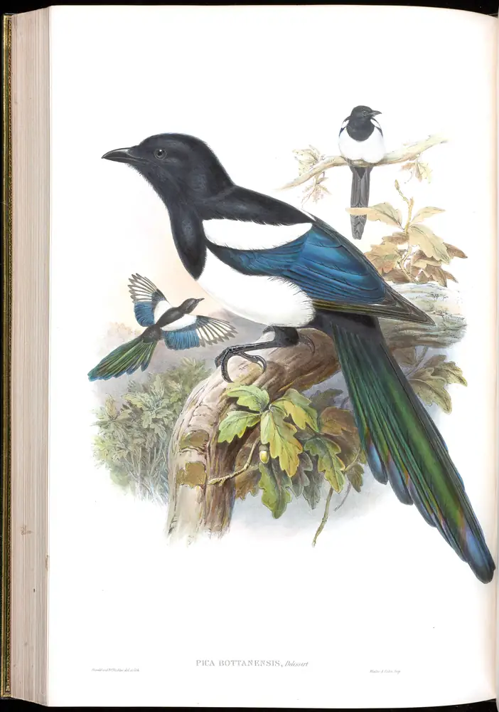 The whole sheet of volume V, plate 57, with its engraved caption