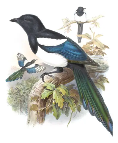 Volume V, plate 57 of Gould's The Birds of Asia: Black-rumped Magpie (Pica bottanensis)