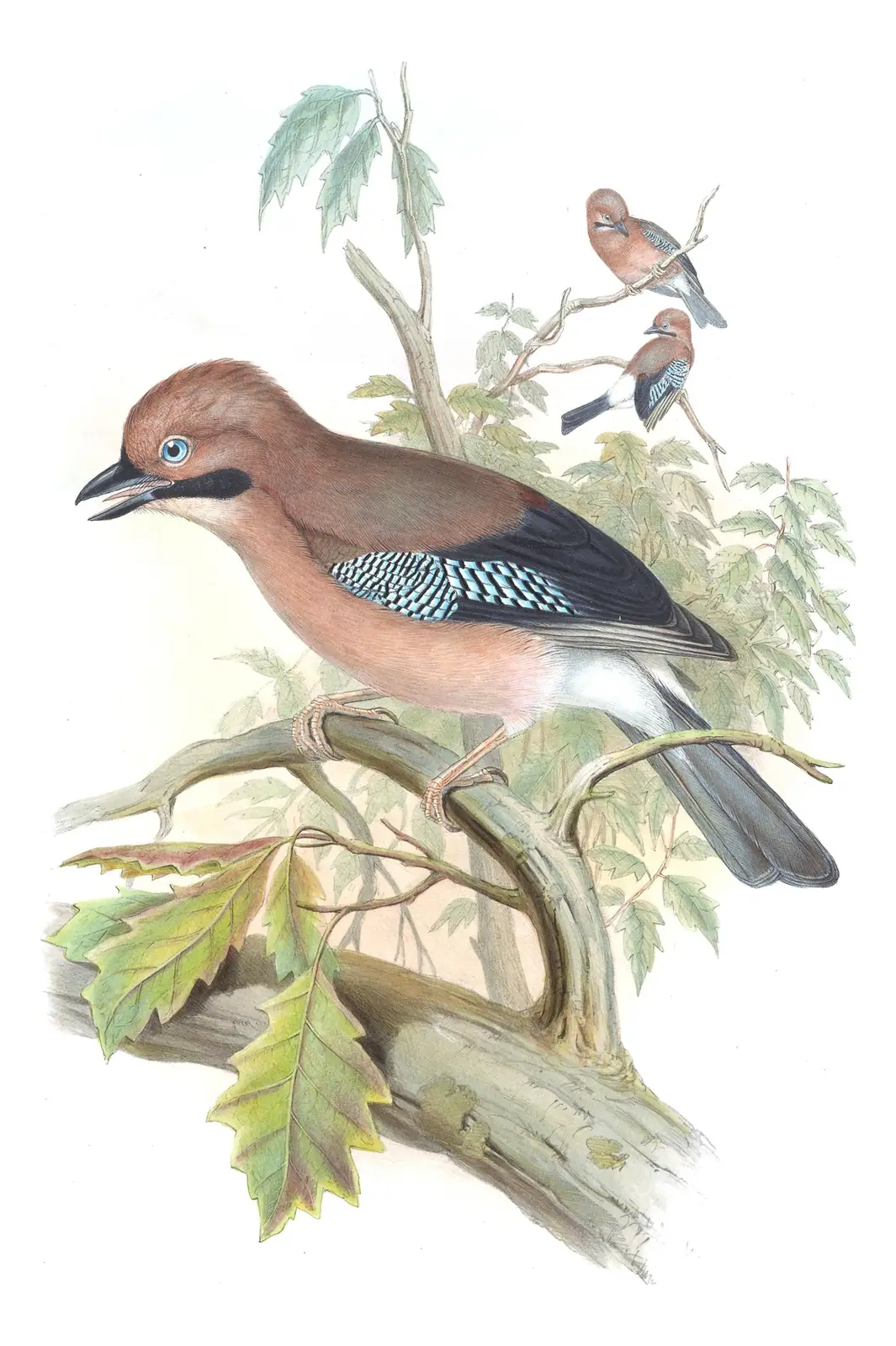 Volume V, plate 58 of Gould's The Birds of Asia: Eurasian Jay (Garrulus glandarius)