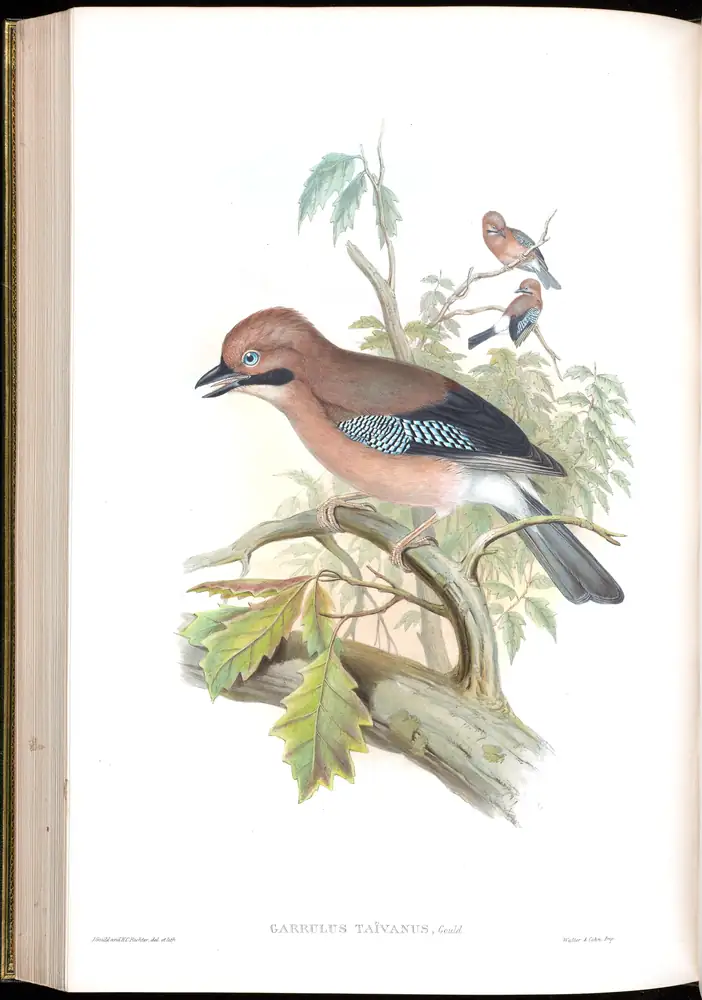 The whole sheet of volume V, plate 58, with its engraved caption