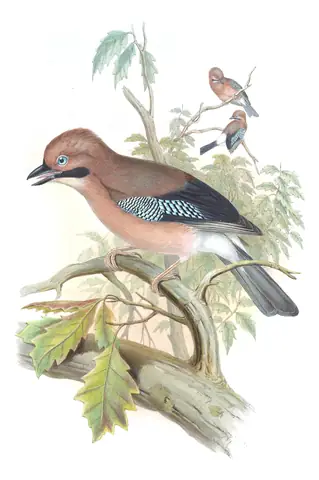 Volume V, plate 58 of Gould's The Birds of Asia: Eurasian Jay (Garrulus glandarius)