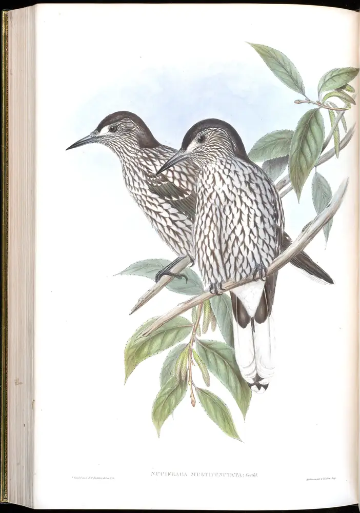 The whole sheet of volume V, plate 59, with its engraved caption