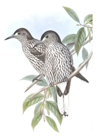 Volume V, plate 59 of Gould's The Birds of Asia: Kashmir Nutcracker (Nucifraga multipunctata)