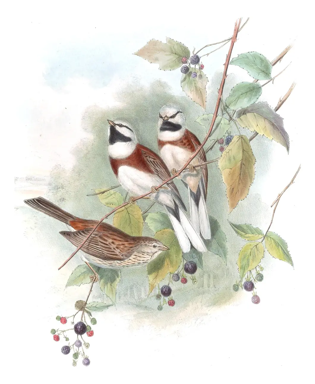 Volume V, plate 6 of Gould's The Birds of Asia: White-capped Bunting (Emberiza stewarti)