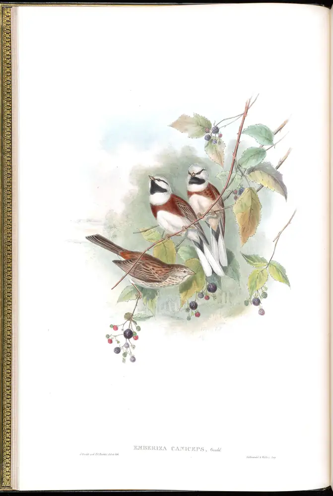 The whole sheet of volume V, plate 6, with its engraved caption