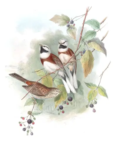 Volume V, plate 6 of Gould's The Birds of Asia: White-capped Bunting (Emberiza stewarti)