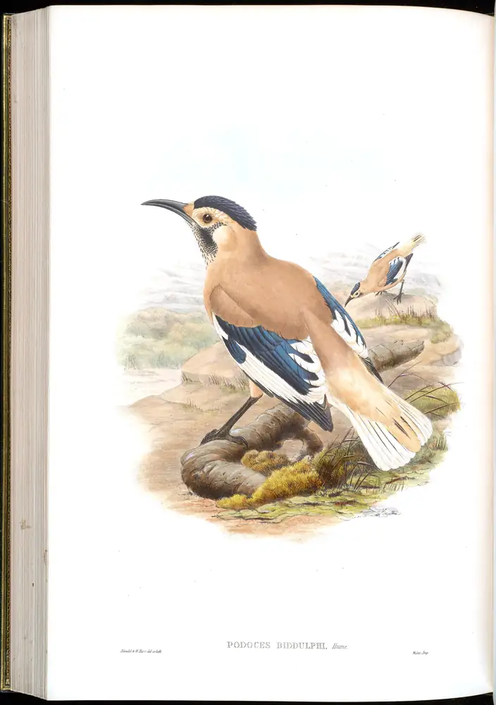 The whole sheet of volume V, plate 60, with its engraved caption