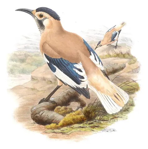 Volume V, plate 60 of Gould's The Birds of Asia: Xinjiang Ground-Jay (Podoces biddulphi)