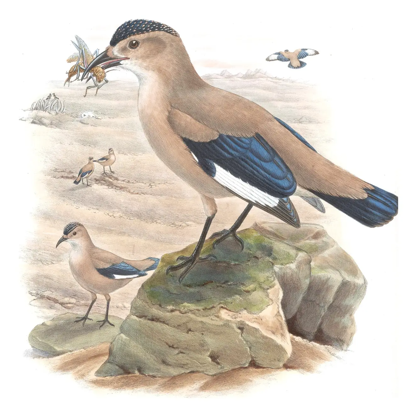 Volume V, plate 61 of Gould's The Birds of Asia: Mongolian Ground-Jay (Podoces hendersoni)