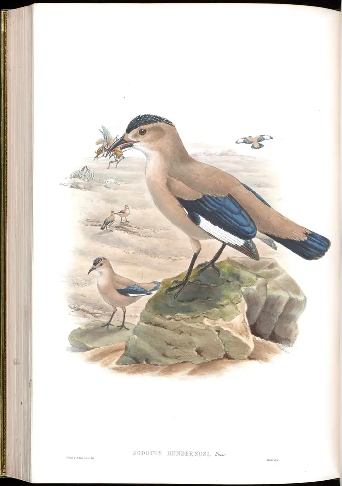 The whole sheet of volume V, plate 61, with its engraved caption