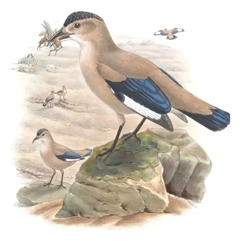 Volume V, plate 61 of Gould's The Birds of Asia: Mongolian Ground-Jay (Podoces hendersoni)
