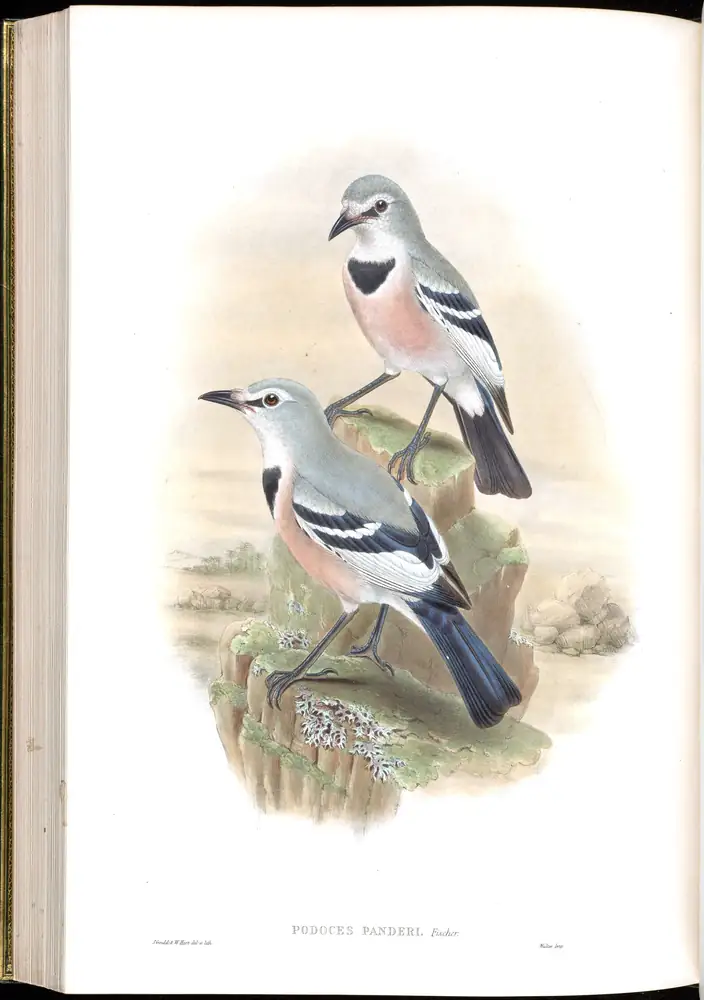 The whole sheet of volume V, plate 62, with its engraved caption