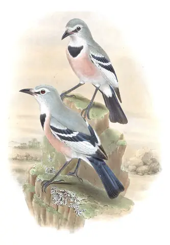 Volume V, plate 62 of Gould's The Birds of Asia: Turkestan Ground-Jay (Podoces panderi)