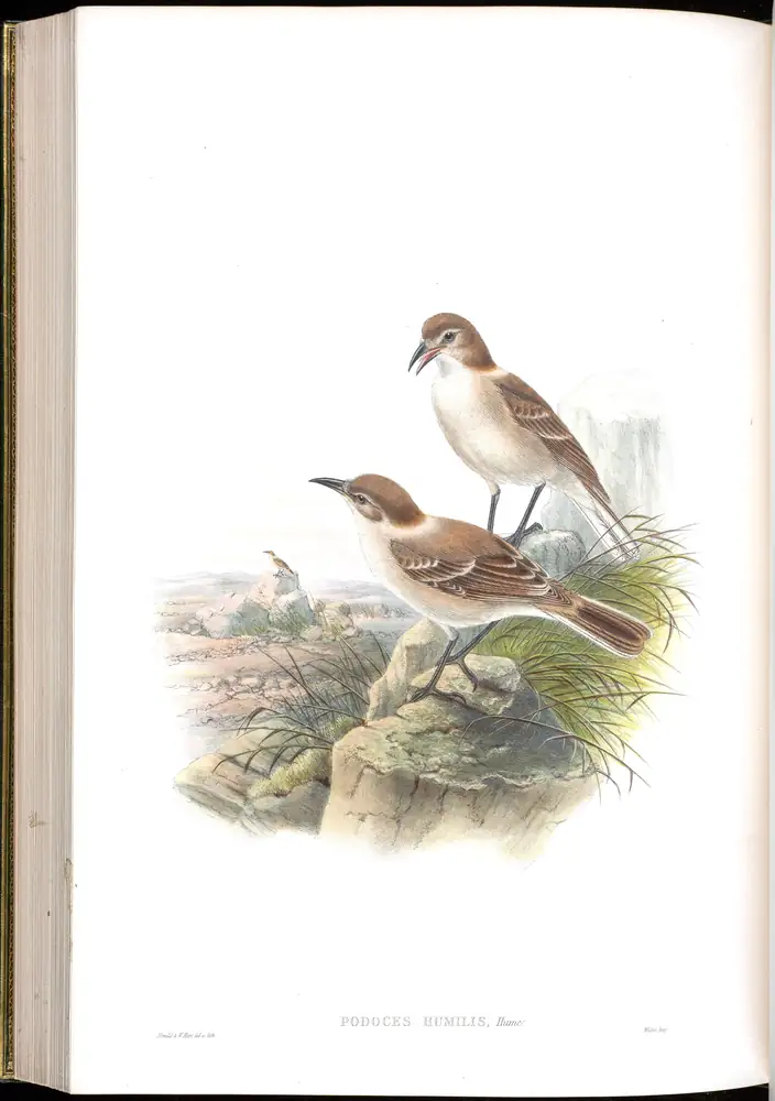 The whole sheet of volume V, plate 63, with its engraved caption