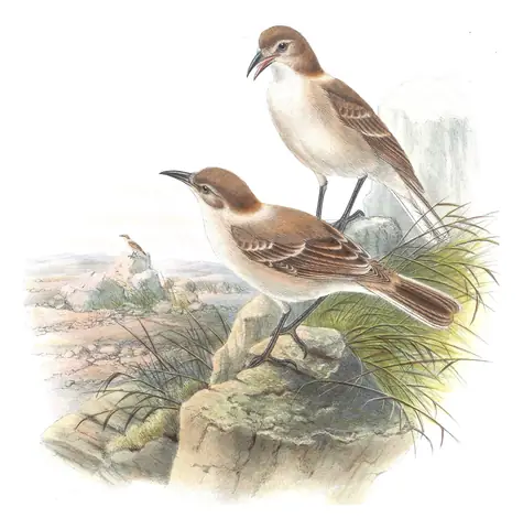 Volume V, plate 63 of Gould's The Birds of Asia: Ground Tit (Pseudopodoces humilis)
