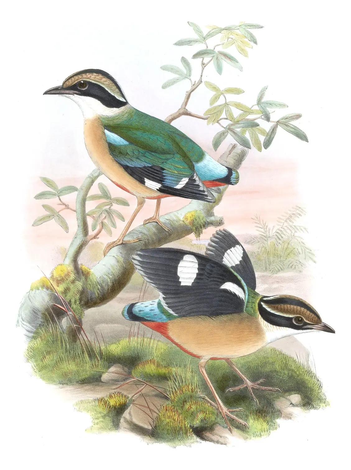 Volume V, plate 64 of Gould's The Birds of Asia: Indian Pitta (Pitta brachyura)