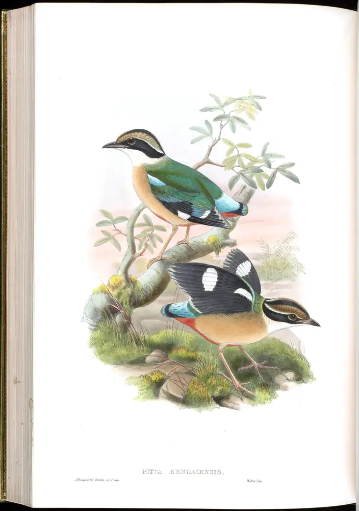 The whole sheet of volume V, plate 64, with its engraved caption