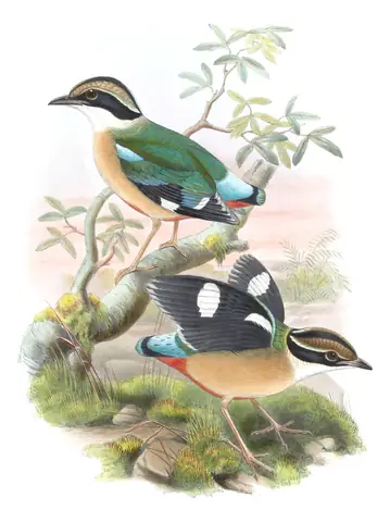 Volume V, plate 64 of Gould's The Birds of Asia: Indian Pitta (Pitta brachyura)