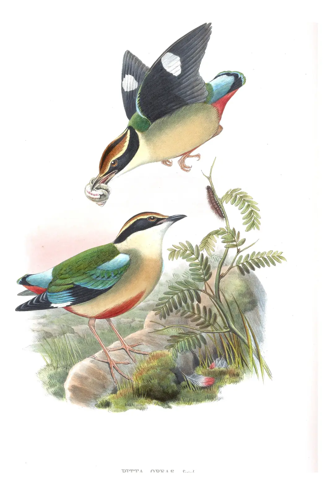 Volume V, plate 65 of Gould's The Birds of Asia: Fairy Pitta (Pitta nympha)