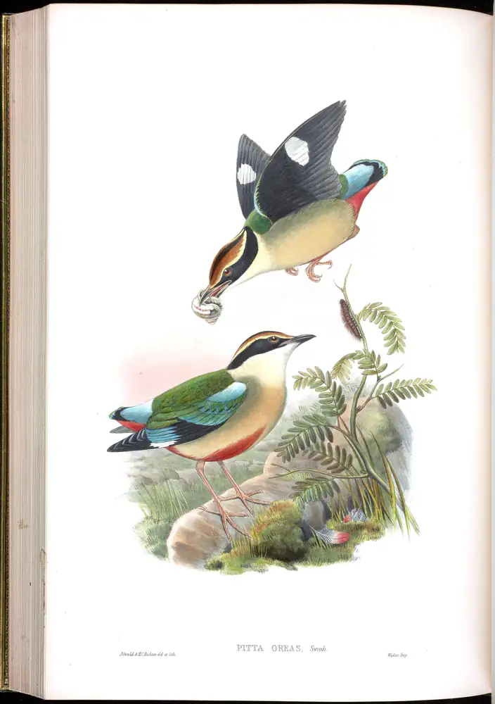 The whole sheet of volume V, plate 65, with its engraved caption