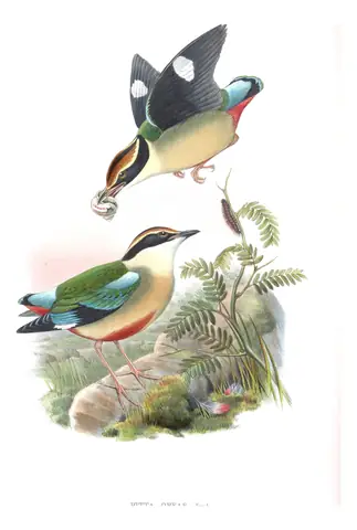 Volume V, plate 65 of Gould's The Birds of Asia: Fairy Pitta (Pitta nympha)