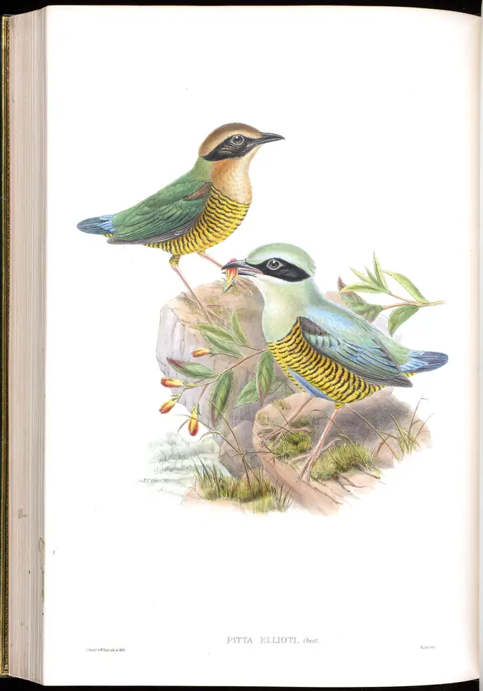 The whole sheet of volume V, plate 66, with its engraved caption