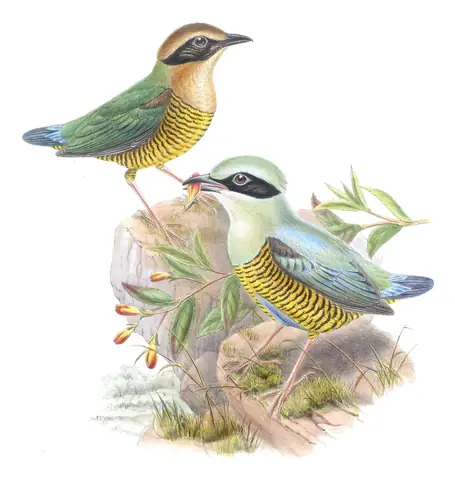 Volume V, plate 66 of Gould's The Birds of Asia: Bar-bellied Pitta (Hydrornis elliotii)