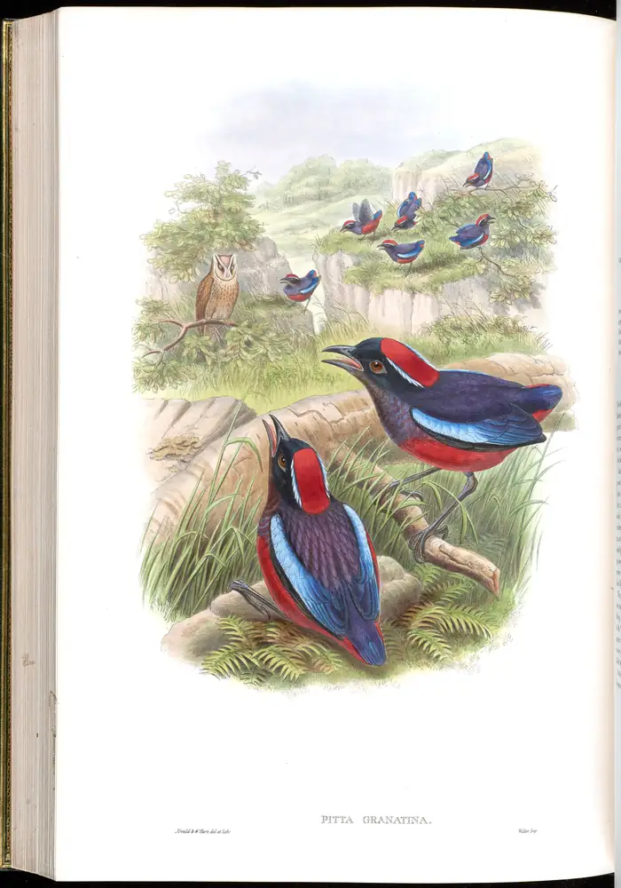 The whole sheet of volume V, plate 67, with its engraved caption