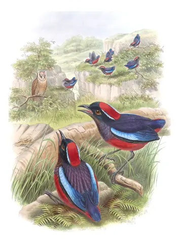 Volume V, plate 67 of Gould's The Birds of Asia: Garnet Pitta (Erythropitta granatina)