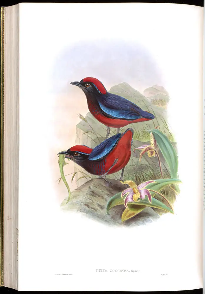 The whole sheet of volume V, plate 68, with its engraved caption