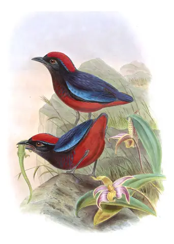 Volume V, plate 68 of Gould's The Birds of Asia: Garnet Pitta (Erythropitta granatina)