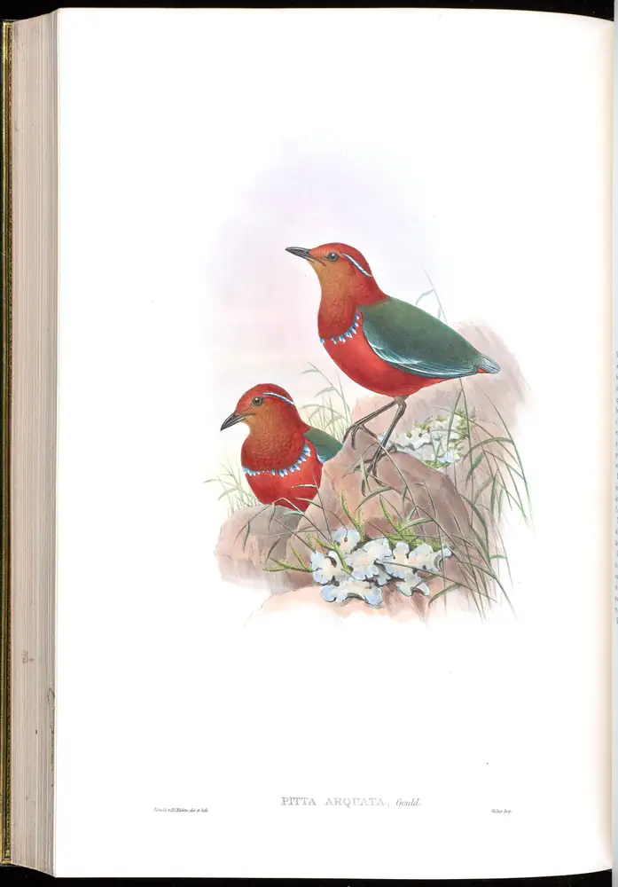 The whole sheet of volume V, plate 69, with its engraved caption