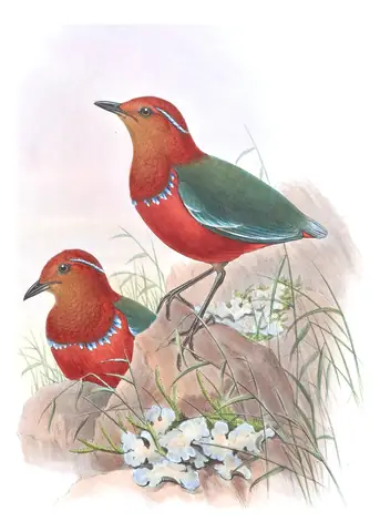 Volume V, plate 69 of Gould's The Birds of Asia: Blue-banded Pitta (Erythropitta arquata)