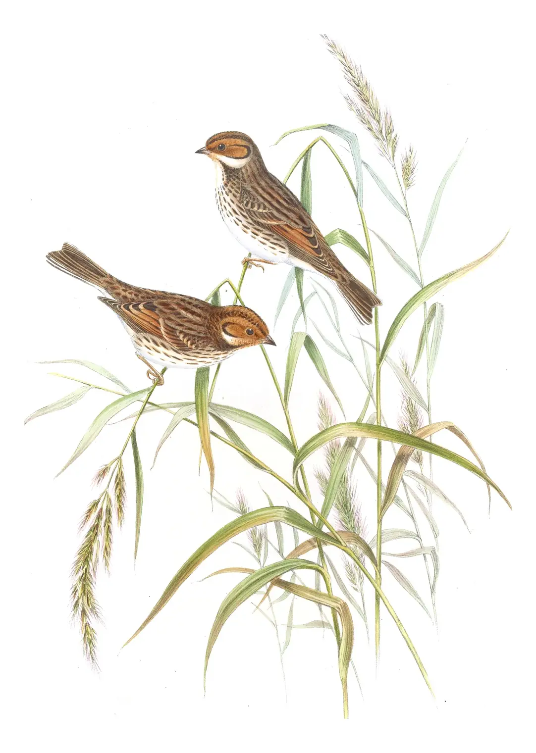 Volume V, plate 7 of Gould's The Birds of Asia: Little Bunting (Emberiza pusilla)