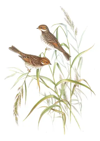 Volume V, plate 7 of Gould's The Birds of Asia: Little Bunting (Emberiza pusilla)