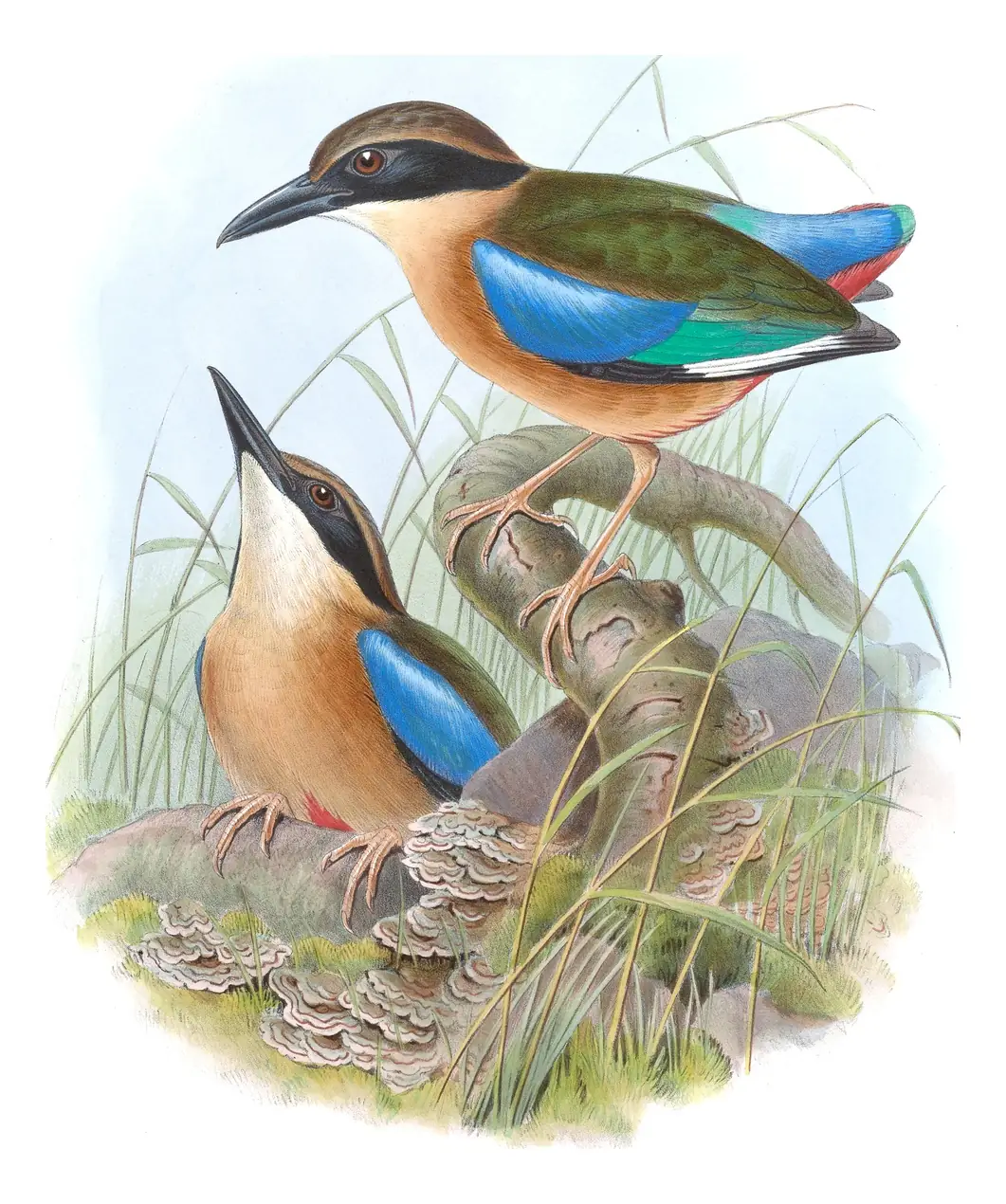 Volume V, plate 70 of Gould's The Birds of Asia: Mangrove Pitta (Pitta megarhyncha)