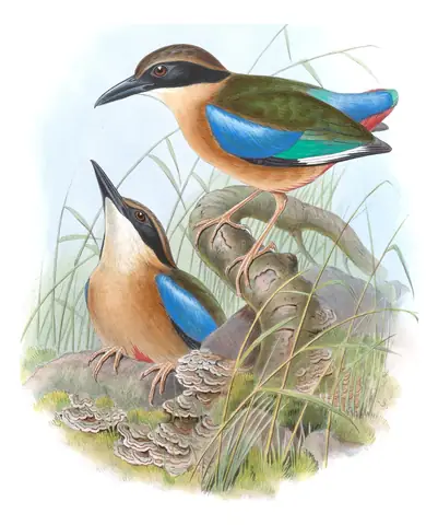 Volume V, plate 70 of Gould's The Birds of Asia: Mangrove Pitta (Pitta megarhyncha)