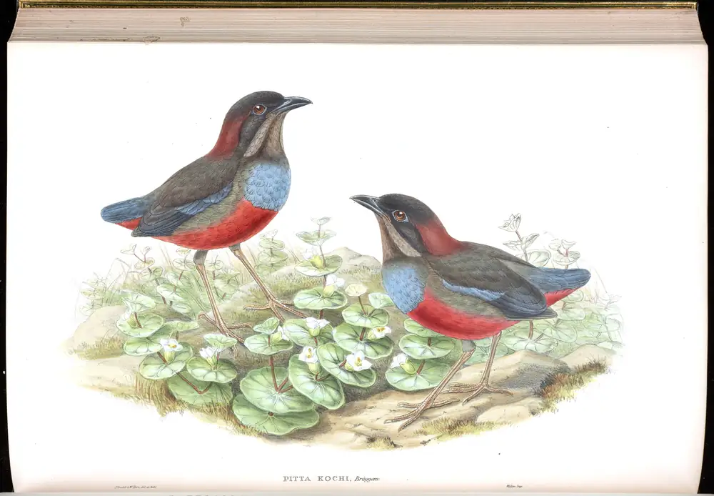 The whole sheet of volume V, plate 71, with its engraved caption